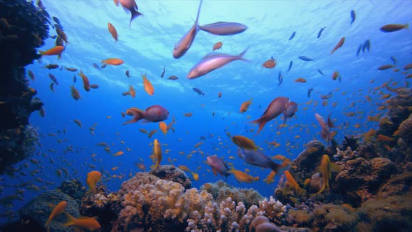 Underwater Sea Coral Tropical Reef