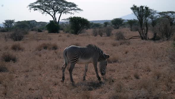 Zebras in a Kenyan national park