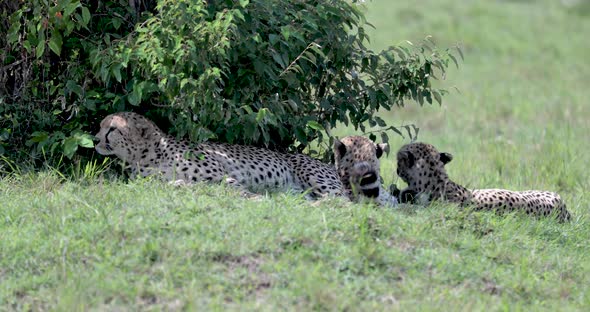 Cheetah pack of three with one standing up shielding from the sun under tree in eastern Kenya Africa