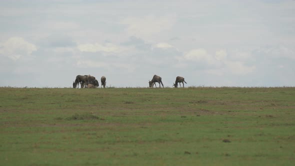 Wildebeests grazing in Maasai Mara