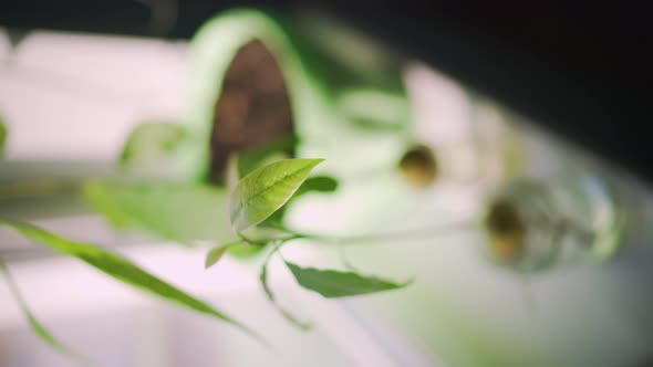 A germinated avocado with bright green leaves stands on a windowsill during daytime