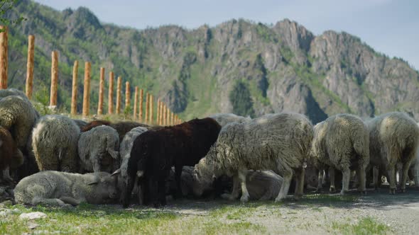 White and Black Sheep Eat Grass in Tree Shadow on Roadside