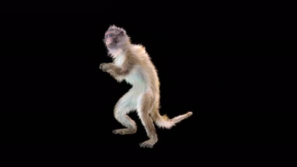 Monkey Dance 4K