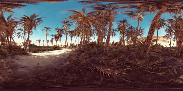 VR360 Palms Oasis in the Desert