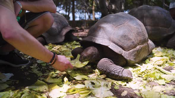Giant tortoise being hand-fed with lettuce by man in animal sanctuary.