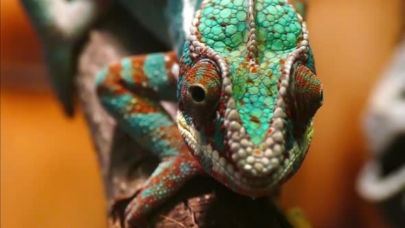 Chameleon wiggles his eyes in slow motion close-up. Reptile pattern.