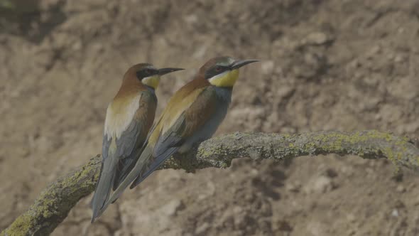 European Beeeater or Merops Apiaster