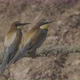 European Beeeater or Merops Apiaster - VideoHive Item for Sale