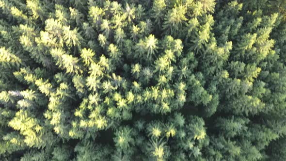 Aerial drone view of forest from above in 4k