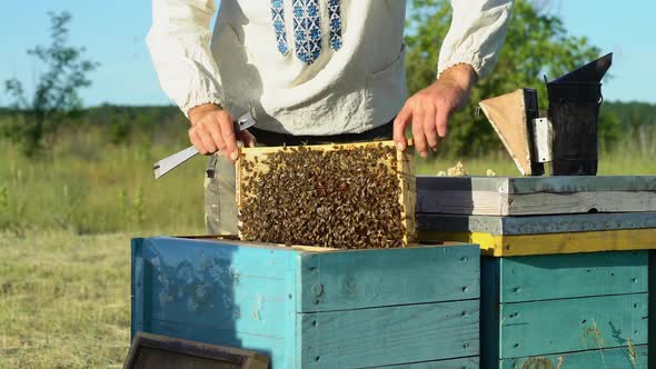 Beekeeper is working with bees and beehives on the apiary. Bees on honeycombs