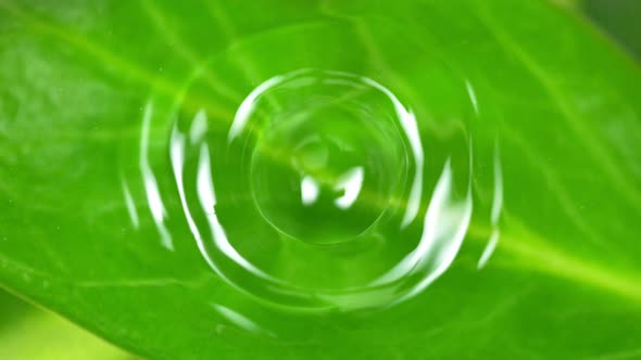 Super Slow Motion Shot of Water Drop Falling Into Water Surface With Fresh Green Leaf at 1000Fps alt