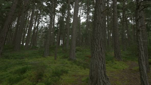 Tree trunks in a forest