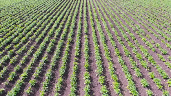 Drone Flight Over Potato Field. Genetically Modification of Agricultural Plants Concept