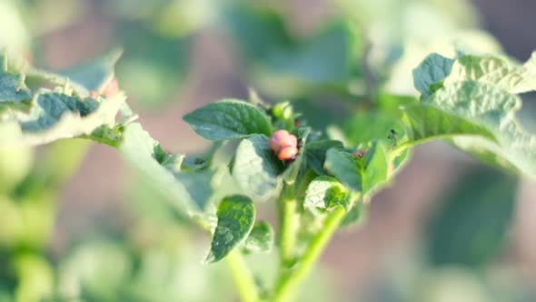 Beetle Parasites Destroy Potato Crops in the Field