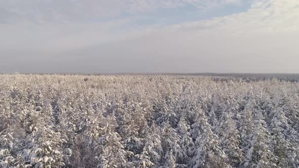 Aerial view of a endless winter pines forest tree tops covered with snow 16