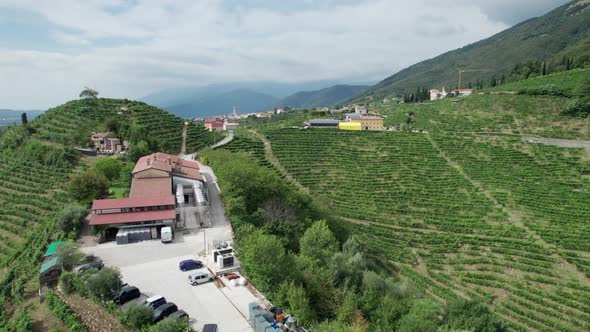 Aerial View of Vineyard Fields on the Hills in Italy Growing Rows of Grapes