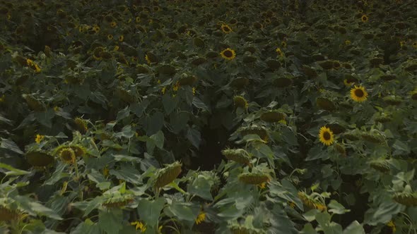 Tilt up drone shot from a sunflower field at sunset summertime up to the bright sun at a beautiful c