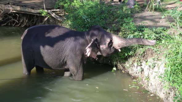 SIGIRIYA, SRI LANKA - FEBRUARY 2014: The view of an elephant standing in a stream and eating plants 
