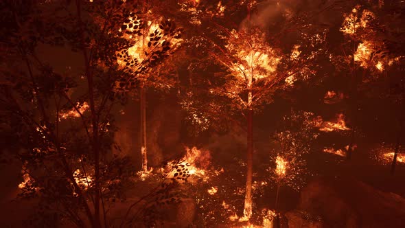 Large Flames of Forest Fire at Night