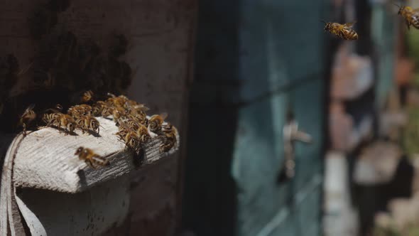 Bees Fly From Beehive Close Up View of the Working Bees