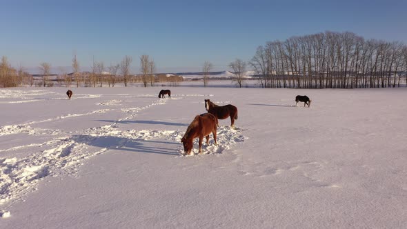 Aerial View of a Herd of Horses Grazing in a Field in Winter