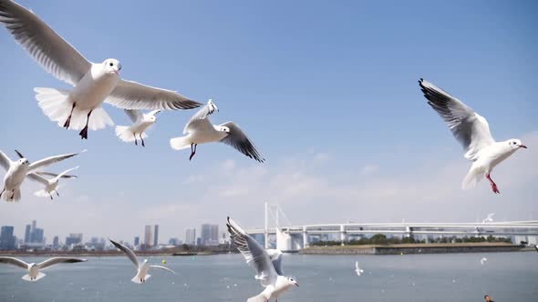 Flying Seagulls Hunting for Food in Slow Motion Odaiba Tokyo