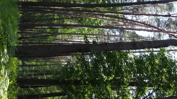 Vertical Video of Forest Landscape in Summer Slow Motion