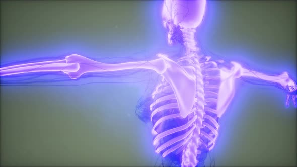 Transparent Human Body with Visible Bones alt