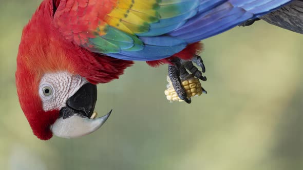 Vertical video- Colorful Scarlet Macaw eating corn; close-up from side