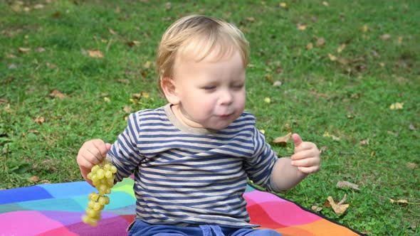 Little boy eating grapes on picnic