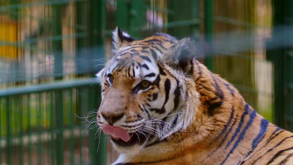 Siberian Tiger Portrait Wild Cat