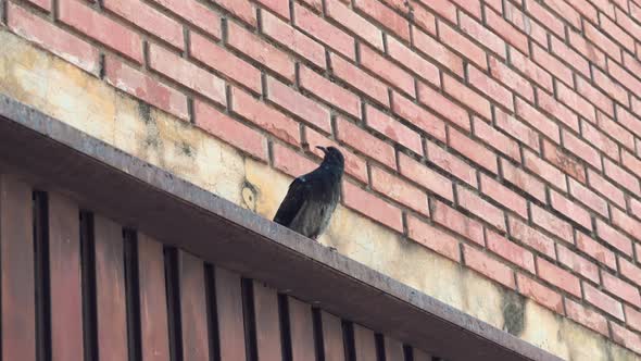 Funny dark pidgeon lookin right at the window of the apartment