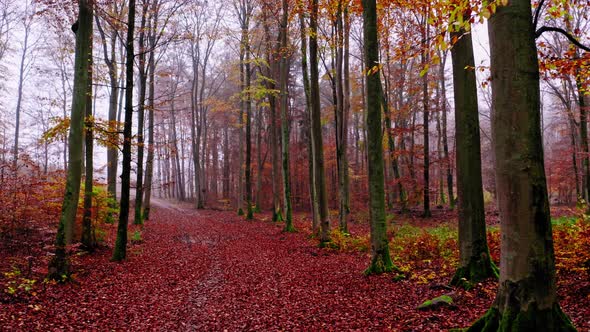 Leafy footpath and autumn forest in Poland