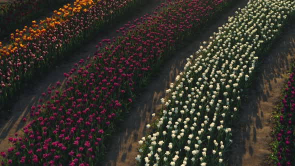 View Above Flower Field