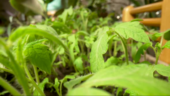 Young Green Seedlings of Tomatoes Grown on Ground in a Greenhouse