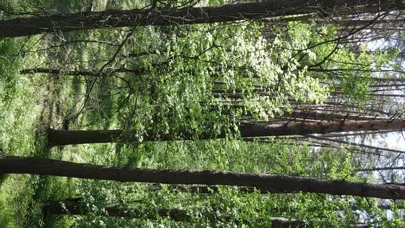 Vertical Video of Forest Landscape in Summer Slow Motion