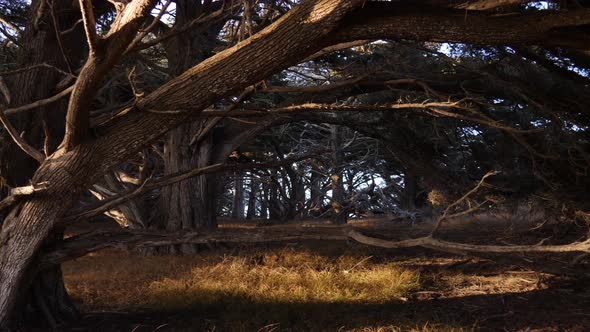 Beautiful sunset at Point Lobos State Natural Reserve, California, USA