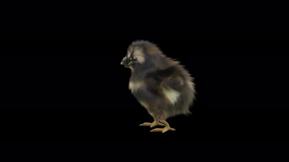 25 Baby Chicks Dancing 4K