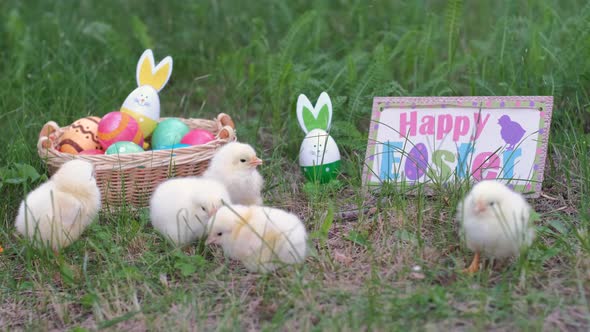 Cute Chicks Walking on Grass By Easter Eggs