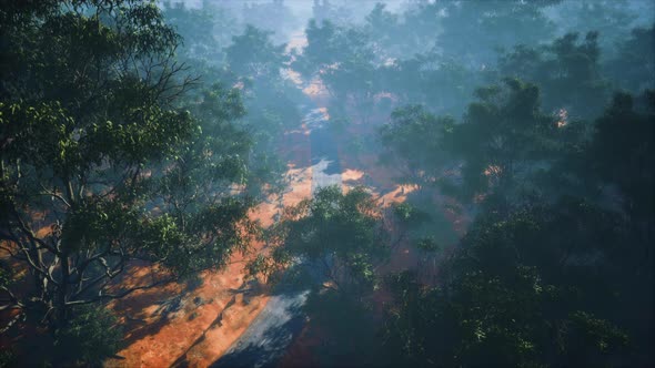 Aerial View of Landscape with Green Tropical Trees and Local Roads