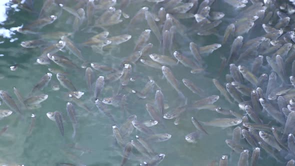 Fish in a pond at Hortobagy National Park Hungary