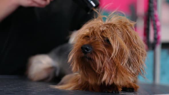 Pet Grooming. Groomer Brushing And Drying Wet Dog With Dryer