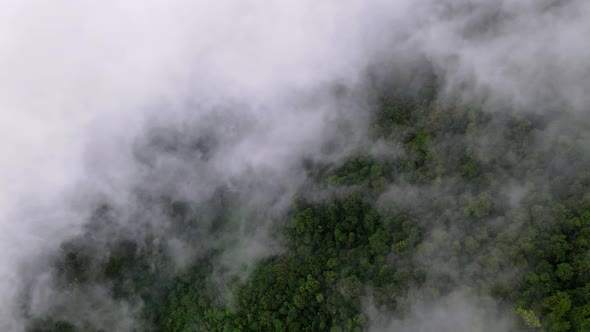 Aerial sliding view white thick cloud cover rainforest