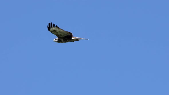 Incredible Tracking shot of Gliding Red Kite Bird,observing area from blue sky - Prores 4K slow moti