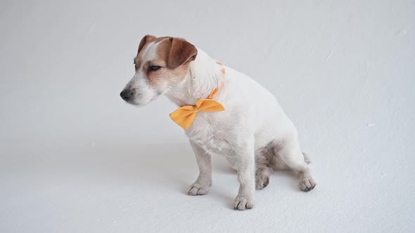 Studio Shot of an Adorable Calm Jack Russell Terrier with a Yellow Tie Tied Around His Neck in Front