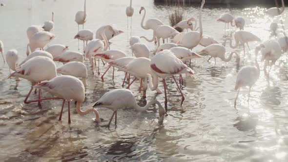 flamingo bird nature wilflife reserve carmargue lagoon