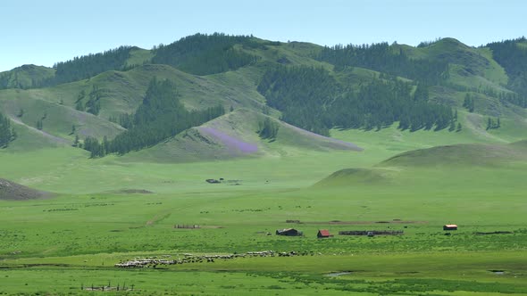 Little Village Farm House and Herds of Livestock in Wide Green Meadow at Edge of Forested Hill