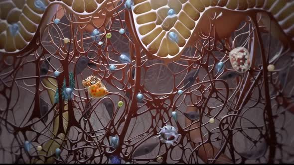 3D Microbiology Animated cells that protect the immune system