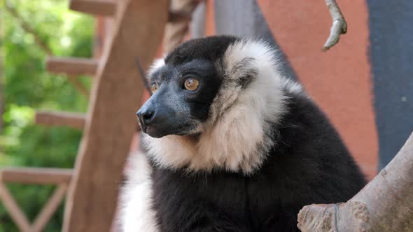 Close up of ruffed lemur on branch. Handheld, low angle, shallow focus