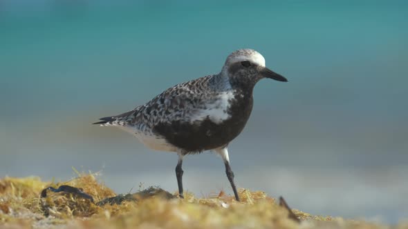 BlackBellied Plover Wild Sea Birdlooking for Food on Seaside in Summer